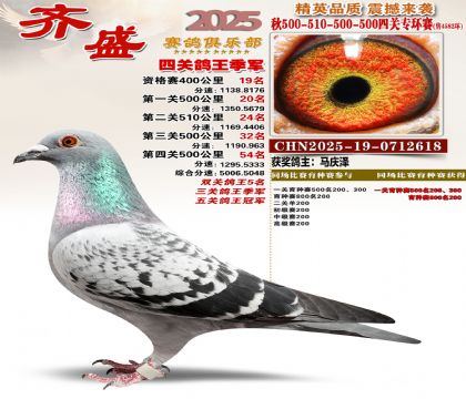 齐盛幼鸽专环季军