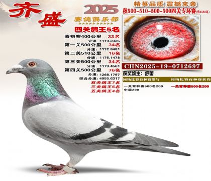 齐盛幼鸽专环5名