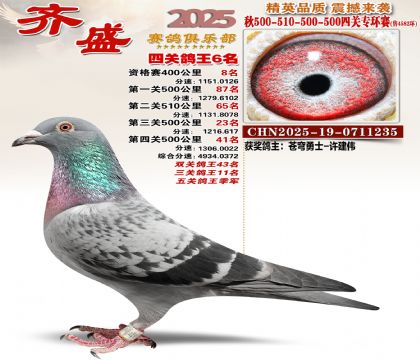 齐盛幼鸽专环6名