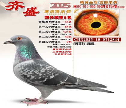 齐盛幼鸽专环8名