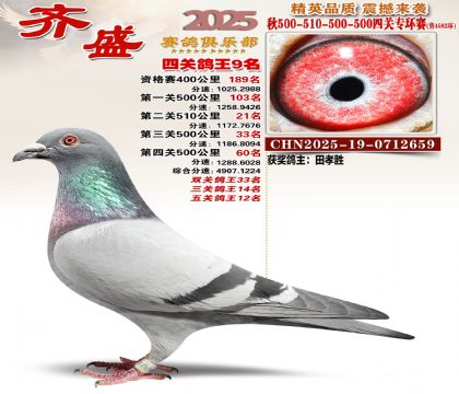 齐盛幼鸽专环9名