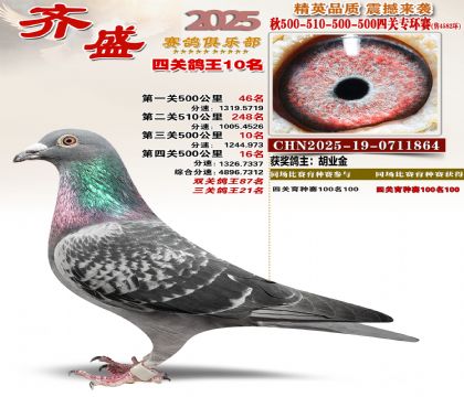 齐盛幼鸽专环10名