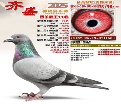 齐盛幼鸽专环11名