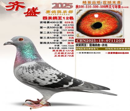 齐盛幼鸽专环12名