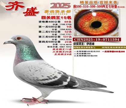 齐盛幼鸽专环15名