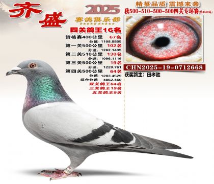 齐盛幼鸽专环16名