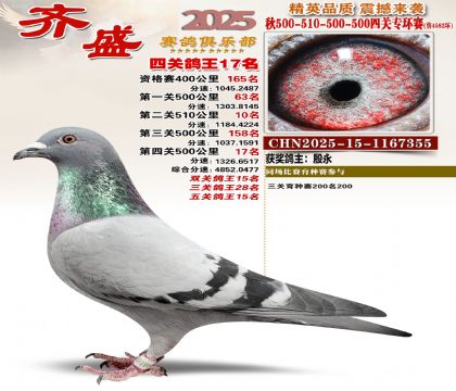 齐盛幼鸽专环17名