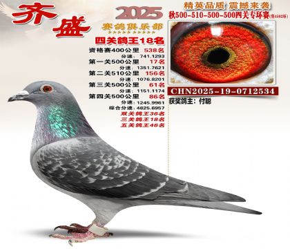 齐盛幼鸽专环18名