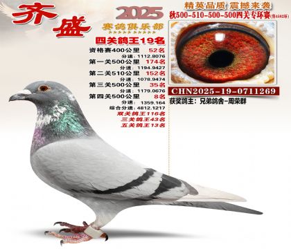 齐盛幼鸽专环19名