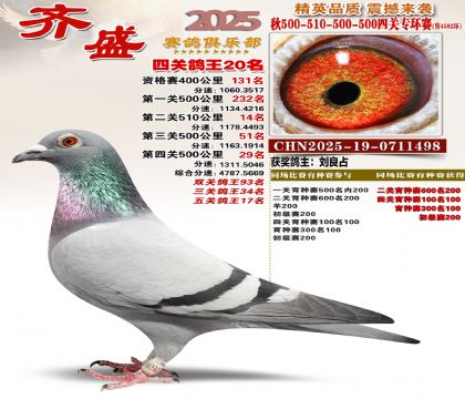 齐盛幼鸽专环20名