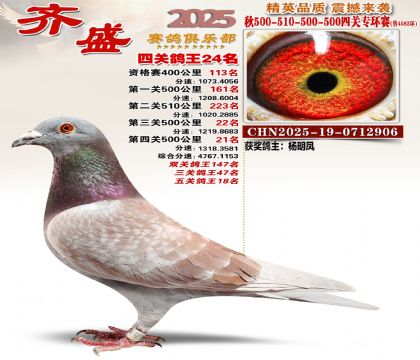 齐盛幼鸽专环24名