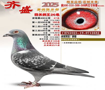 齐盛幼鸽专环26名