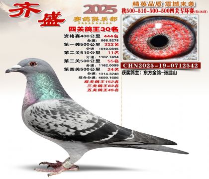 齐盛幼鸽专环30名