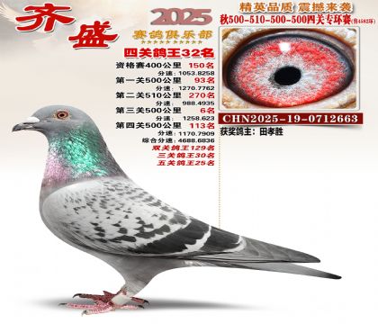 齐盛幼鸽专环32名