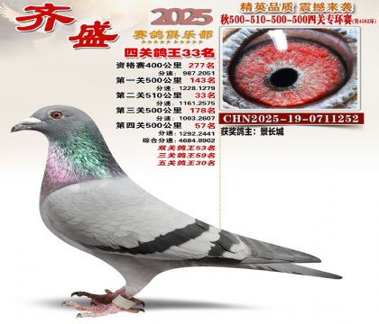 齐盛幼鸽专环33名