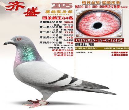 齐盛幼鸽专环34名