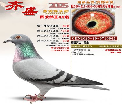 齐盛幼鸽专环35名