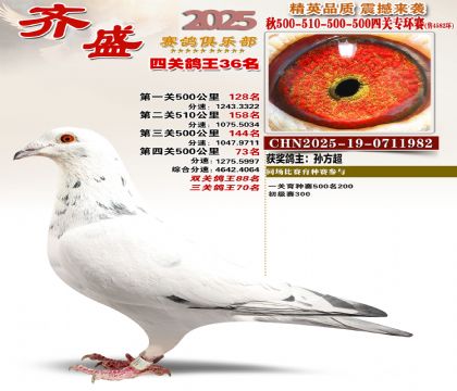 齐盛幼鸽专环36名