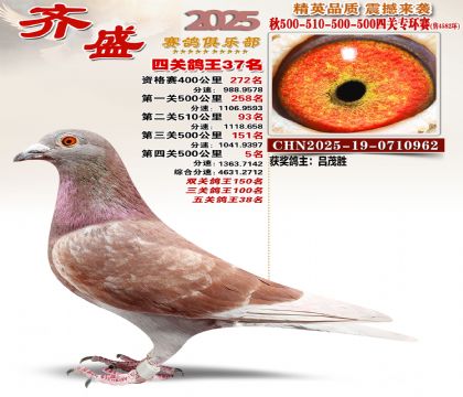 齐盛幼鸽专环37名