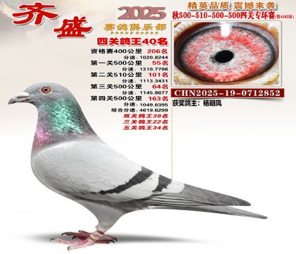 齐盛幼鸽专环40名