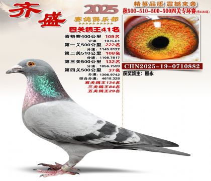 齐盛幼鸽专环41名