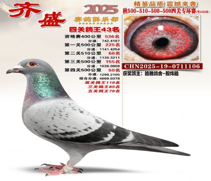 齐盛幼鸽专环43名