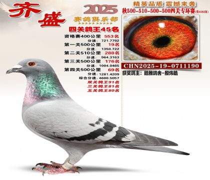 齐盛幼鸽专环45名