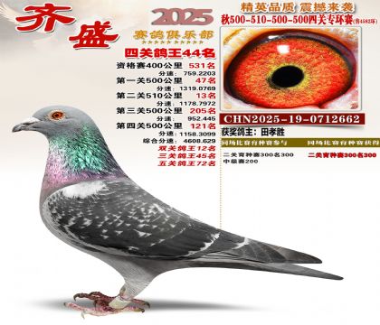 齐盛幼鸽专环44名
