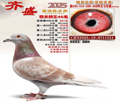 齐盛幼鸽专环46名