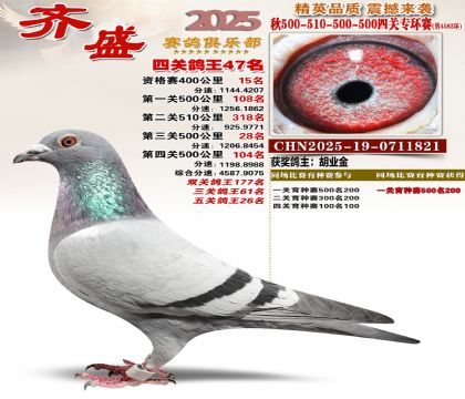 齐盛幼鸽专环47名