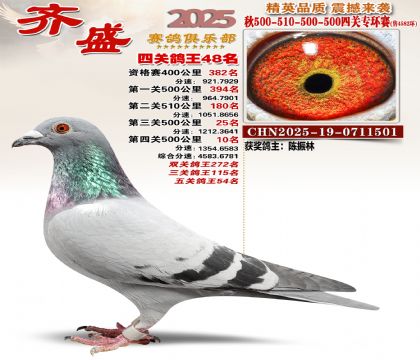 齐盛幼鸽专环48名