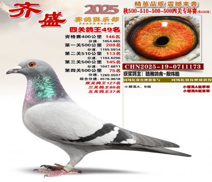 齐盛幼鸽专环49名