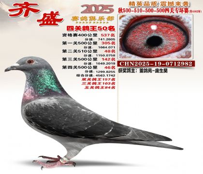 齐盛幼鸽专环50名