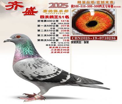 齐盛幼鸽专环51名