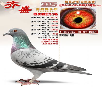 齐盛幼鸽专环53名