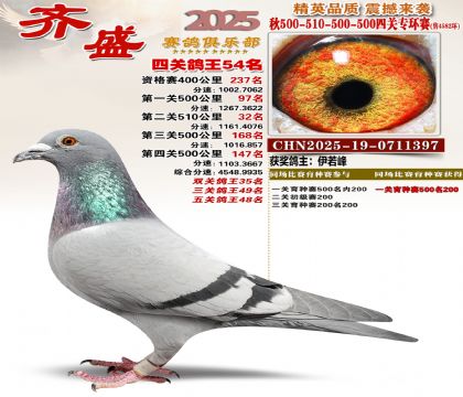 齐盛幼鸽专环54名