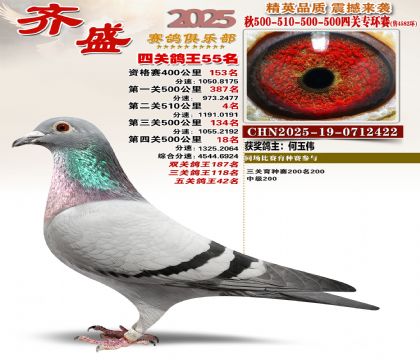 齐盛幼鸽专环55名