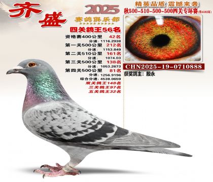 齐盛幼鸽专环56名