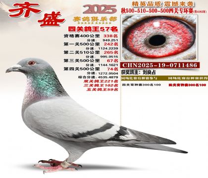 齐盛幼鸽专环57名