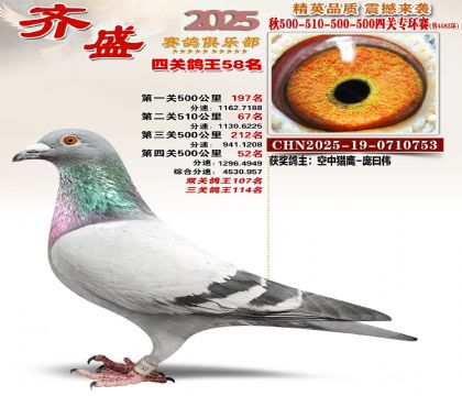 齐盛幼鸽专环58名