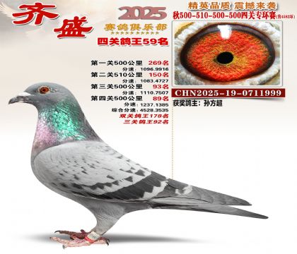 齐盛幼鸽专环59名