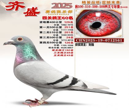 齐盛幼鸽专环60名