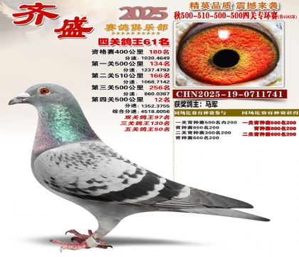 齐盛幼鸽专环61名