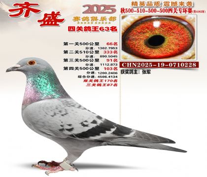 齐盛幼鸽专环63名