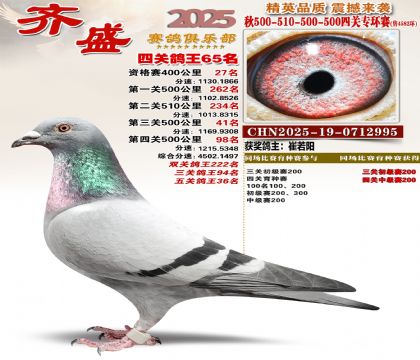 齐盛幼鸽专环65名