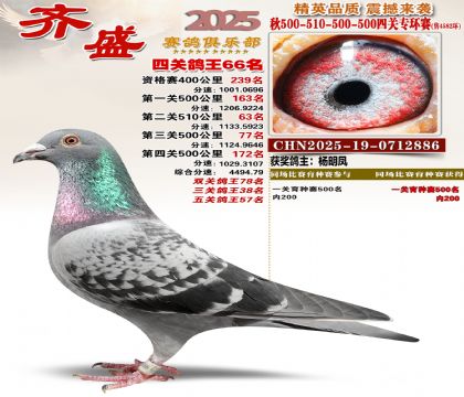 齐盛幼鸽专环66名