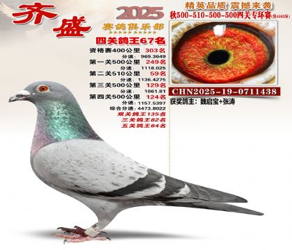 齐盛幼鸽专环67名