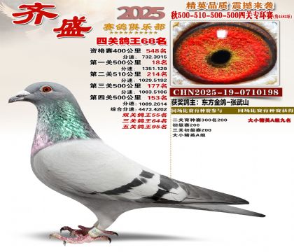 齐盛幼鸽专环68名