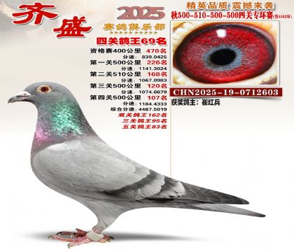 齐盛幼鸽专环69名