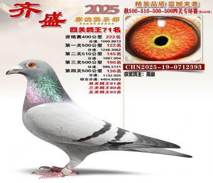 齐盛幼鸽专环71名